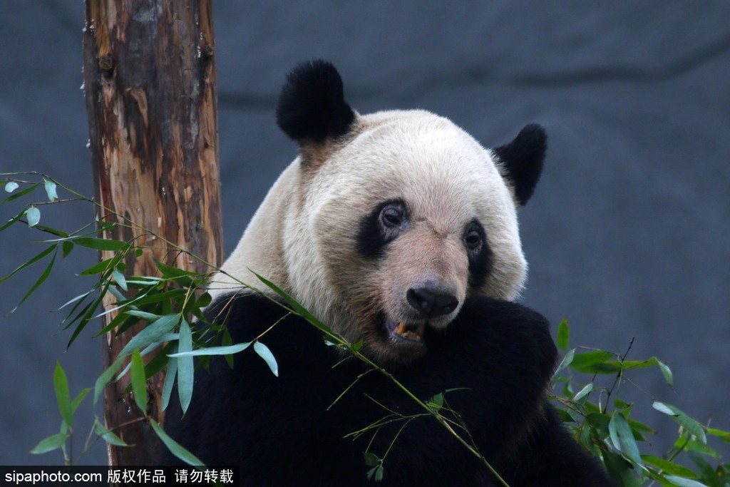 江苏动物园国宝大熊猫首次对外开放 吸引数万游客围观