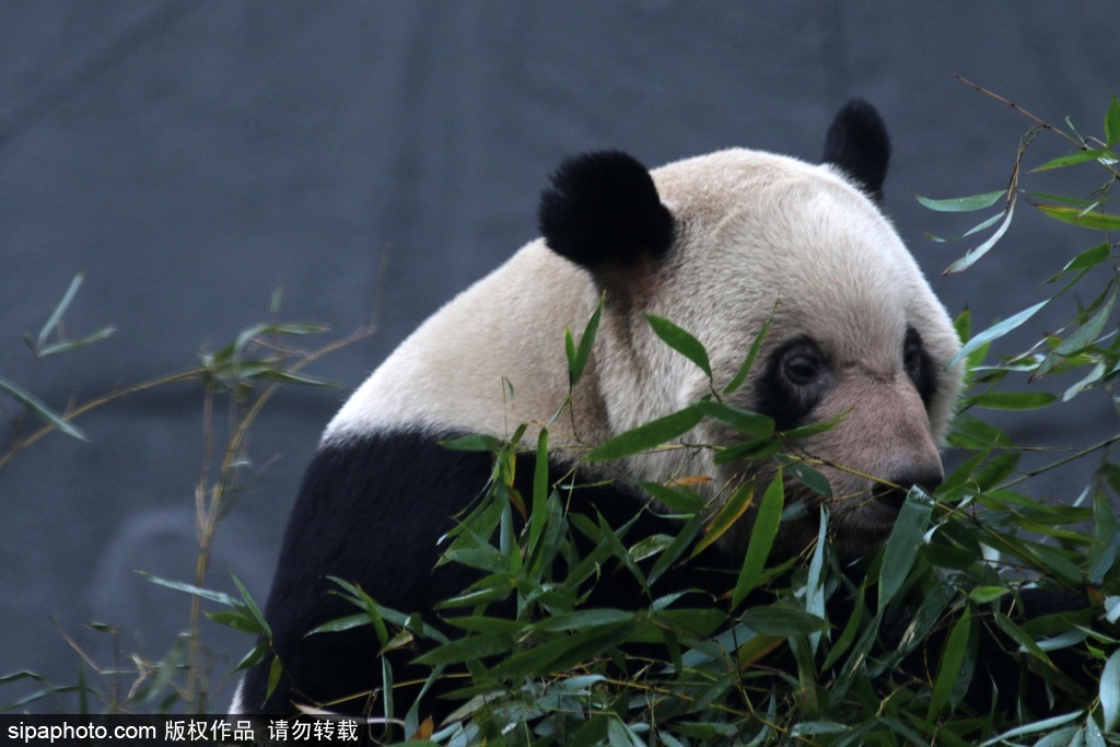 江苏动物园国宝大熊猫首次对外开放 吸引数万游客围观