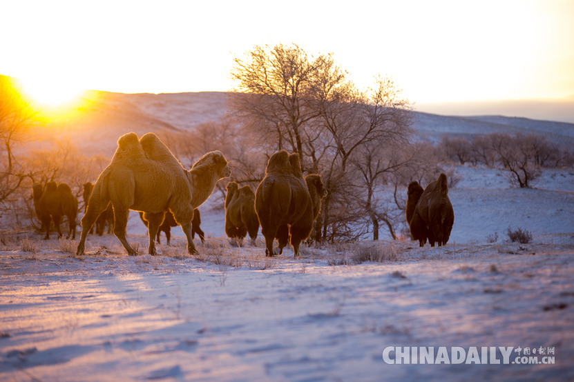 组图：第七届乌珠穆沁骆驼文化节开幕 300峰骆驼陪你一起看冰雪草原