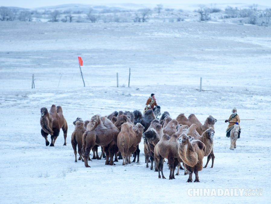 组图：第七届乌珠穆沁骆驼文化节开幕 300峰骆驼陪你一起看冰雪草原