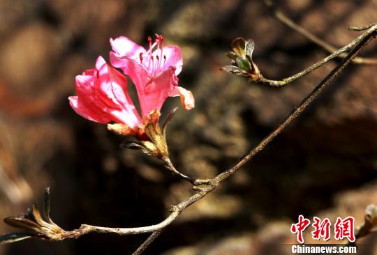 湖北野生杜鹃花悄然绽放 为春天增一抹亮色(组图)