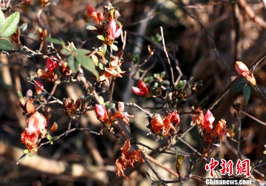湖北野生杜鹃花悄然绽放 为春天增一抹亮色(组图)