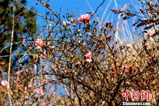 湖北野生杜鹃花悄然绽放 为春天增一抹亮色(组图)