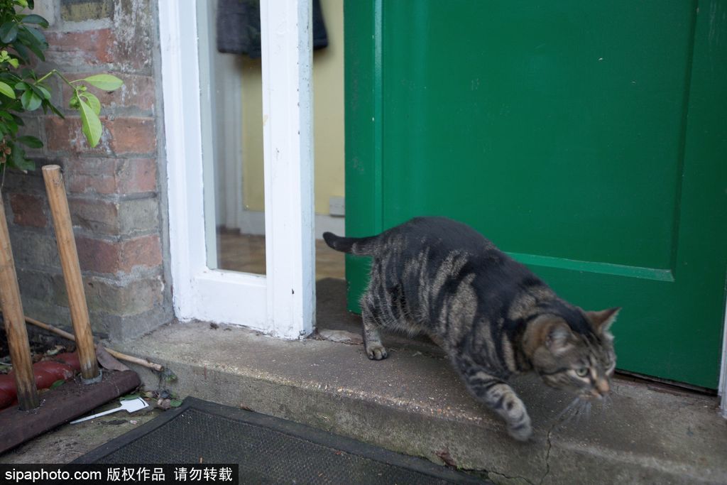智商太惊人 英国一猫咪竟能自己开门进出自由