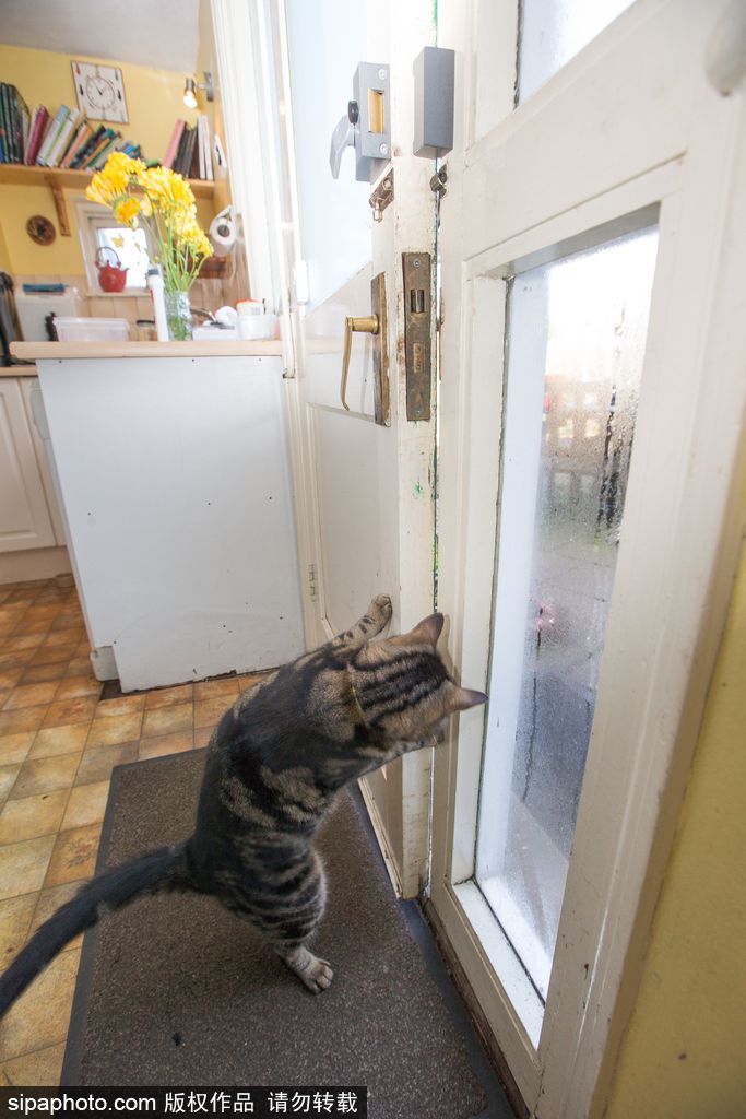 智商太惊人 英国一猫咪竟能自己开门进出自由