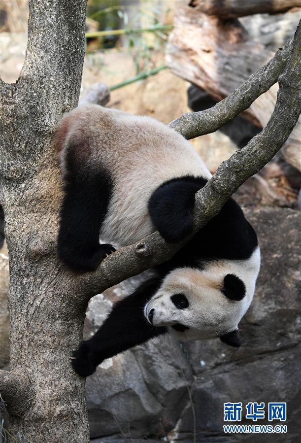 大熊猫“宝宝”起程回国