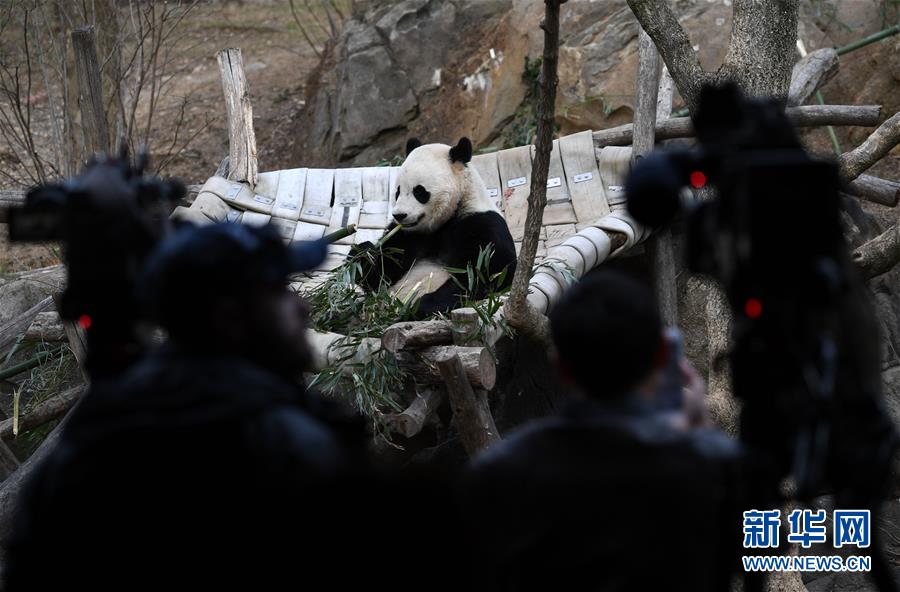 大熊猫“宝宝”起程回国