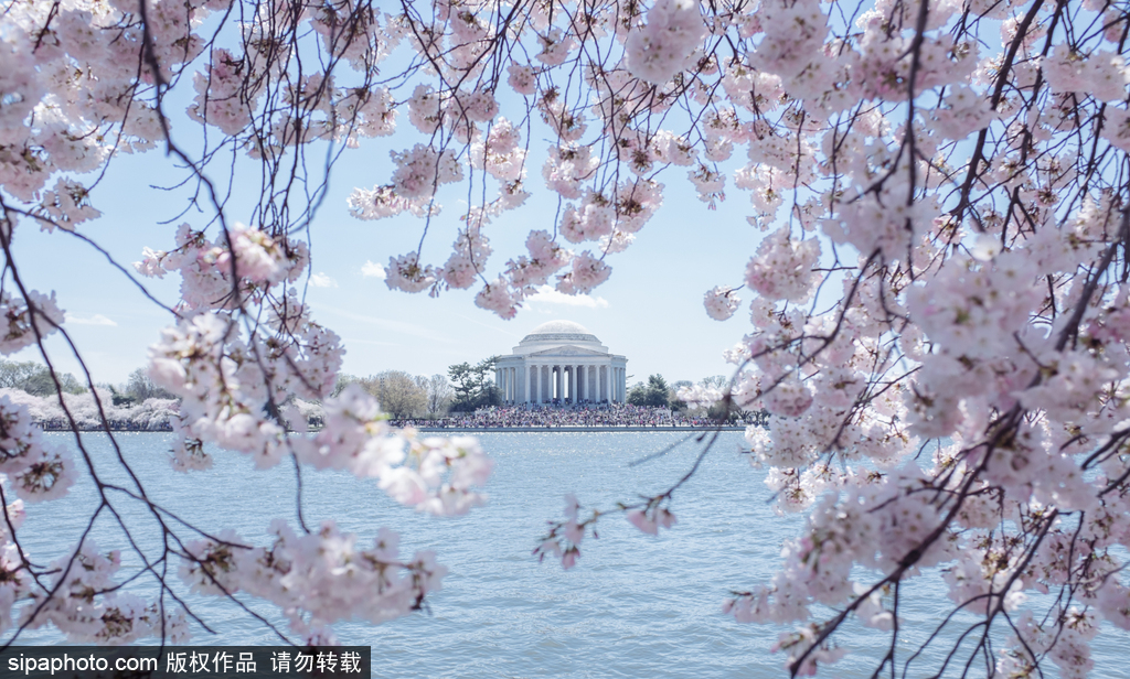 日本樱花季即将到来 盘点国内外赏樱胜地超浪漫