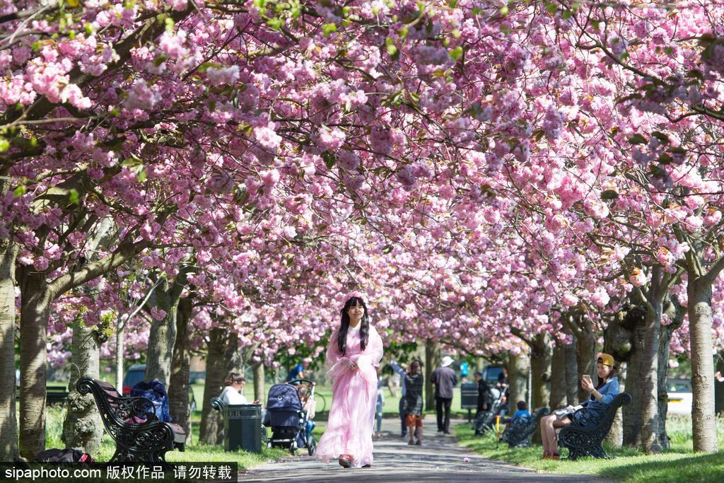 日本樱花季即将到来 盘点国内外赏樱胜地超浪漫