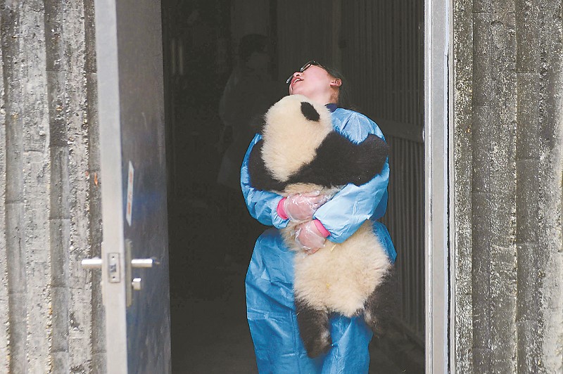 图片故事：大熊猫保姆和她可爱的“孩子们”