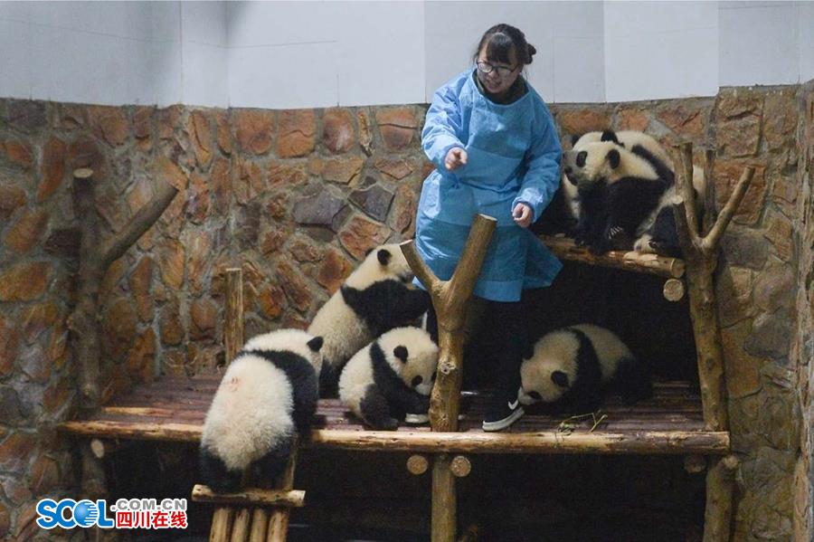揭秘熊猫保姆工作内幕 不只是被抱大腿（组图）