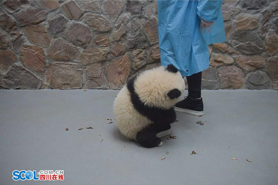 揭秘熊猫保姆工作 喂奶、陪耍视如己出（组图）