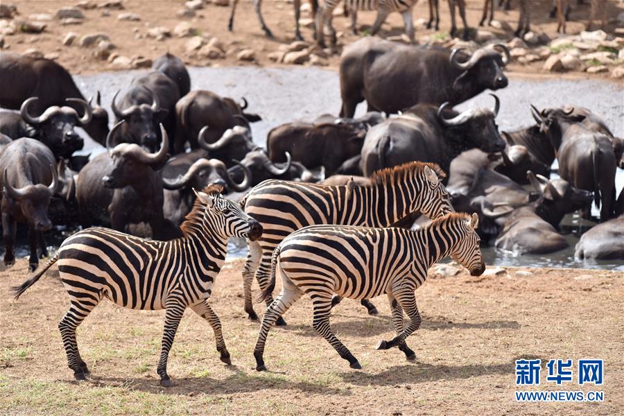 肯尼亚对野生动物进行“人口普查” 包含数量、迁徙路线和资源数据