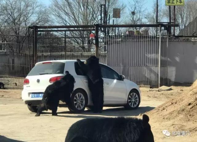 游览轿车遭黑熊围堵 熊爪伸进车内讨要食物