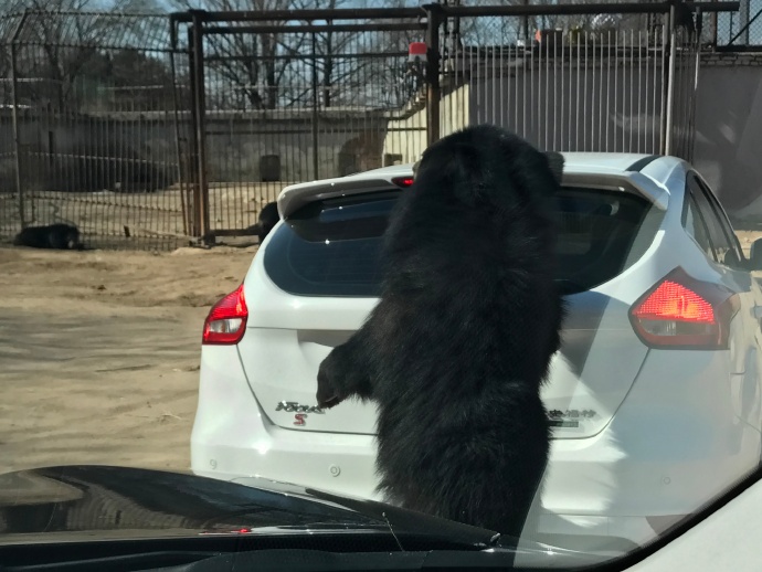 游览轿车遭黑熊围堵 熊爪伸进车内讨要食物