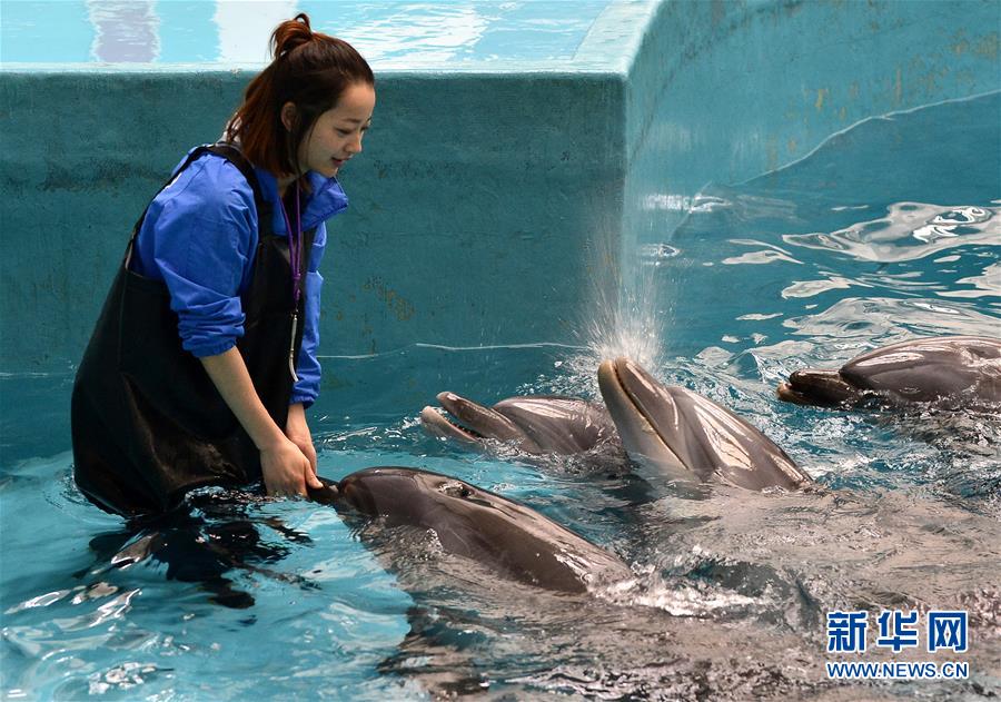 “海豚姑娘”的蓝色追梦之旅