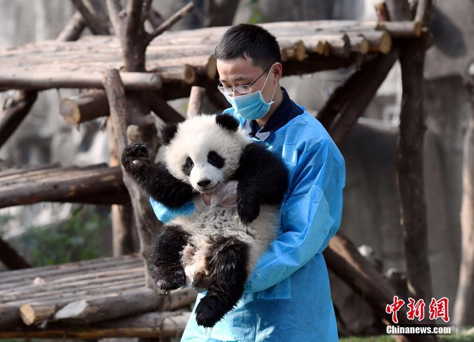 大熊猫“奇一”抱大腿成网红 萌翻众粉丝