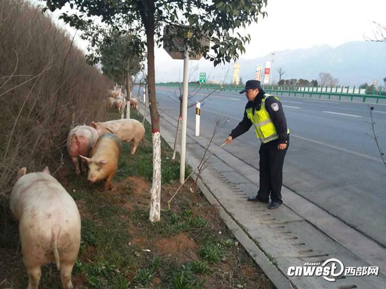 陕西一货车侧翻 “二师兄”高速上撒欢（组图）