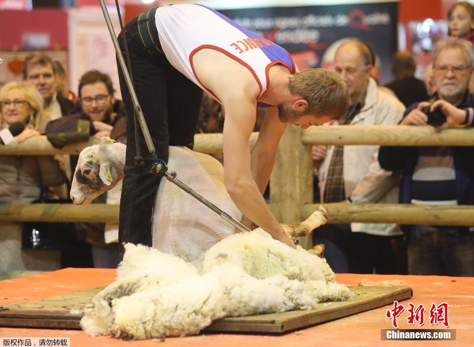 法国举办剪羊毛比赛 小羊秒变“赤裸”[组图]