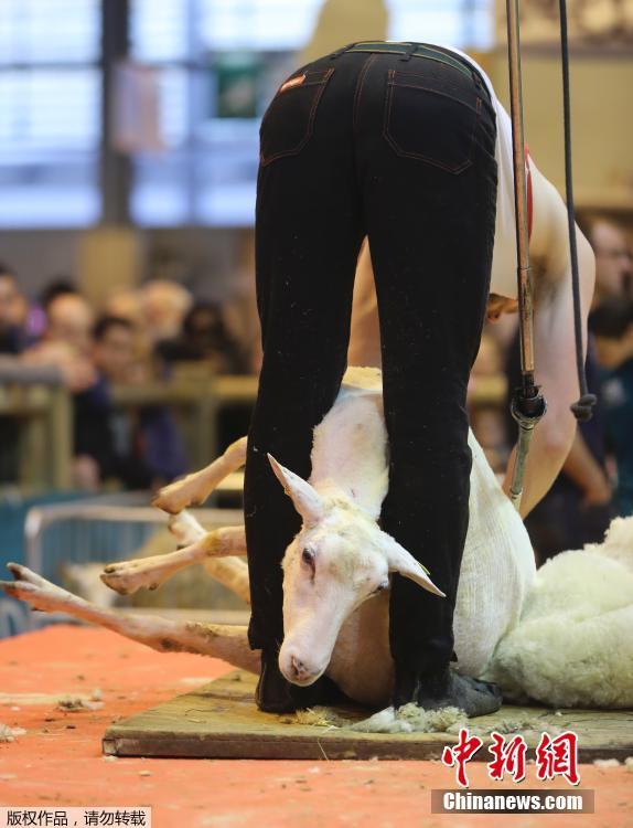 法国举办剪羊毛比赛 小羊秒变“赤裸”[组图]