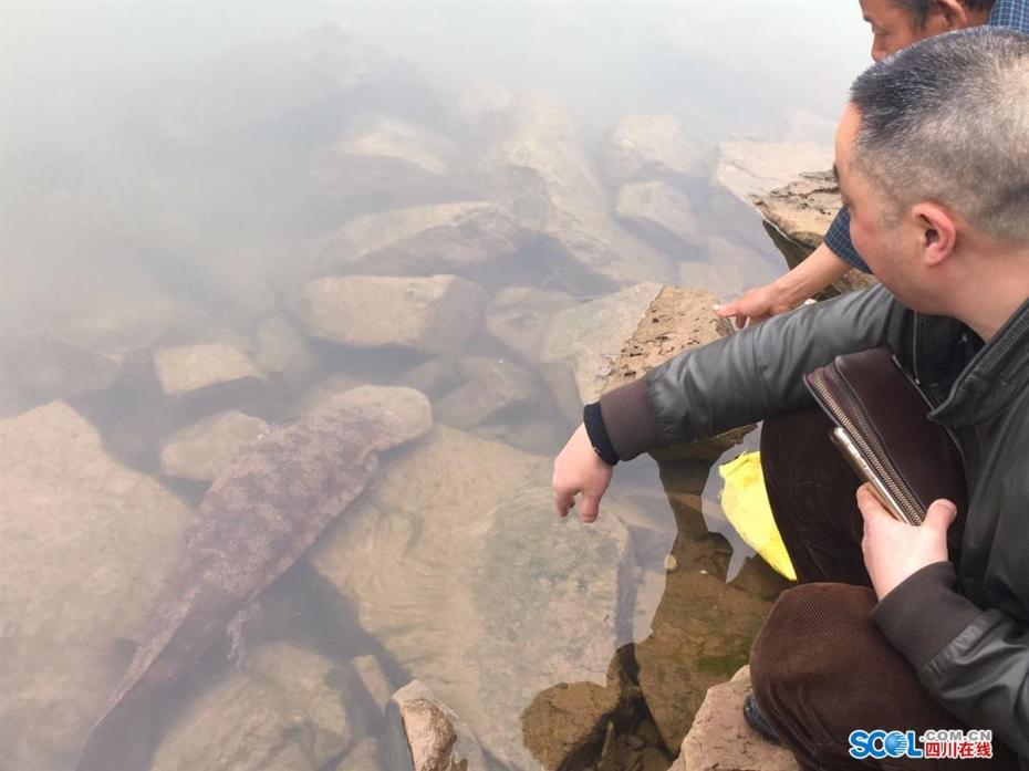 四川泸州发现巨型野生娃娃鱼 长1米重18斤