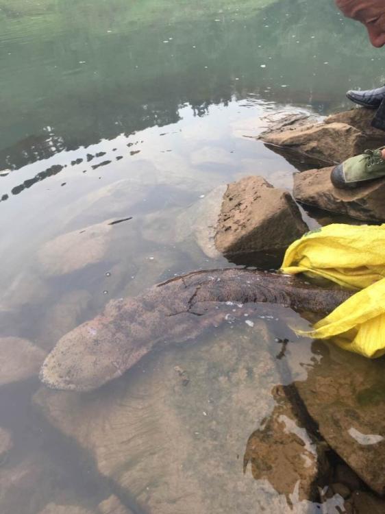 四川泸州发现巨型野生娃娃鱼 长1米重18斤