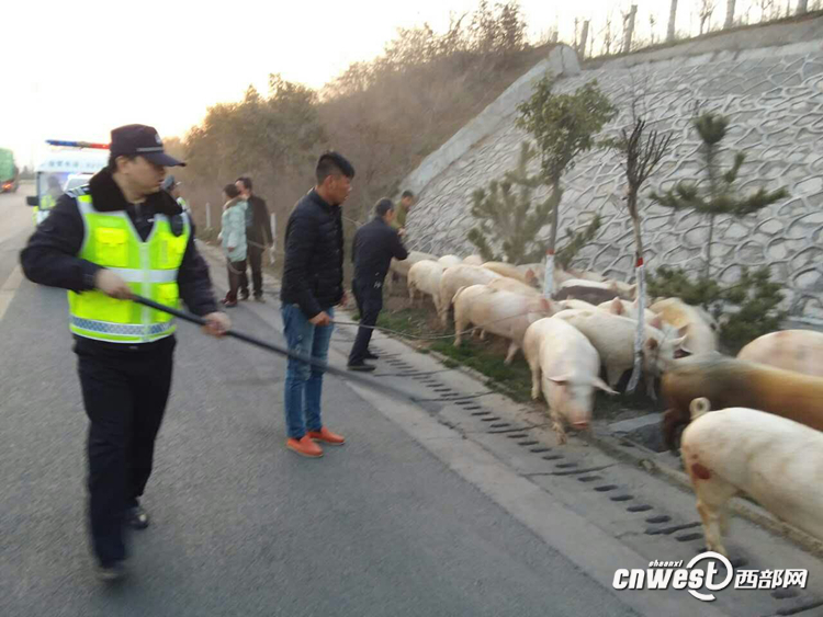 货车侧翻生猪高速上撒欢 西安交警挥鞭子赶猪回圈（组图）