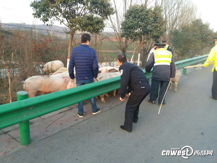 货车侧翻生猪高速上撒欢 西安交警挥鞭子赶猪回圈（组图）