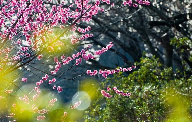 《三生三世》已完结 西安附近哪里能去看桃花？