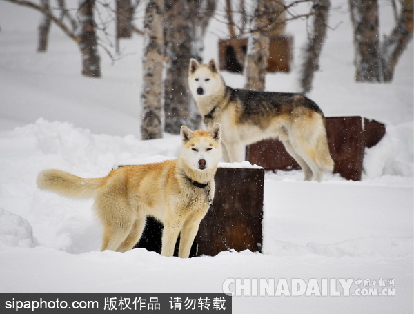 走进西伯利亚狗狗收容所 看雪橇犬们的生活（组图）