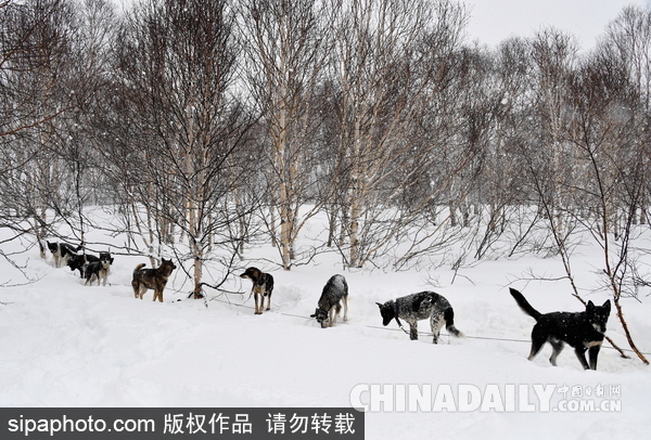 走进西伯利亚狗狗收容所 看雪橇犬们的生活（组图）