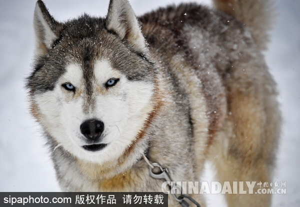 走进西伯利亚狗狗收容所 看雪橇犬们的生活（组图）