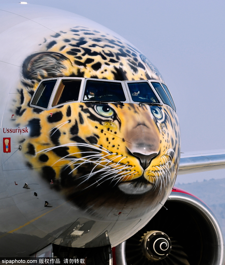 一头豹子飞过来！俄罗斯飞机绘远东豹图案萌态十足