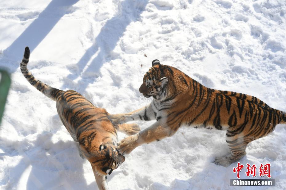 长春多轮降雪后 动物们开启狂欢模式