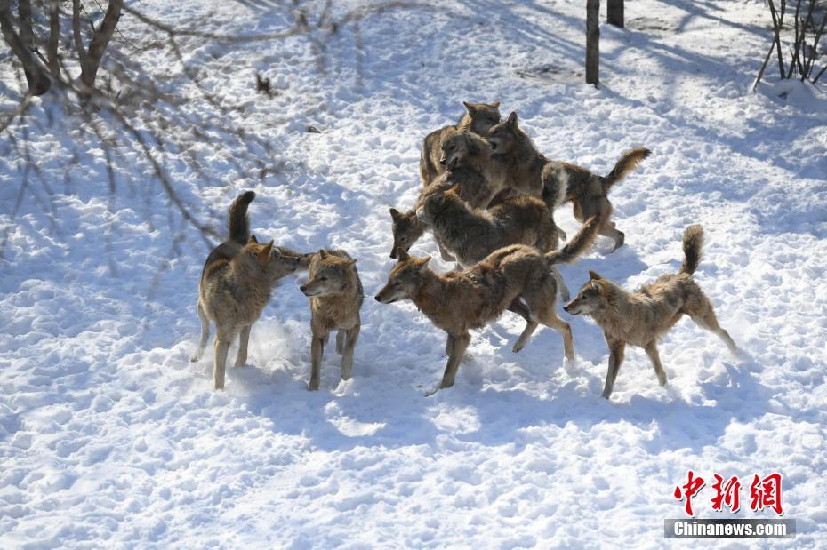 狼群在雪地上追逐.中新社记者 张瑶 摄