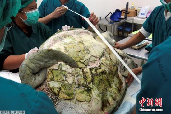 海龟误食许愿池硬币 医生为其手术取出915枚(图)
