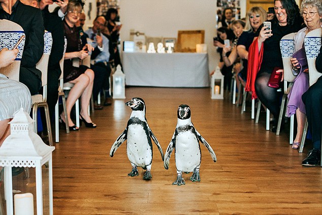 成功抢镜！英夫妇邀请企鹅参加婚礼（组图）