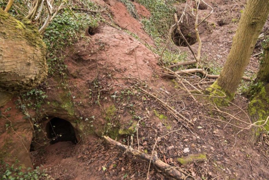 别有洞天：兔子洞竟然通往700年前文化遗址（组图）