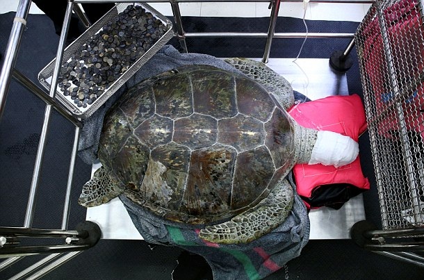 海龟吞915枚硬币导致腹壳开裂 都是许愿池惹的祸？