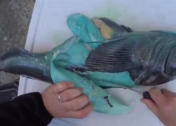 奇鱼鱼肉竟是蓝绿色
