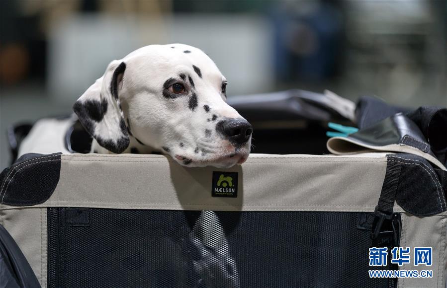 德国奥芬堡举办国际纯种狗展