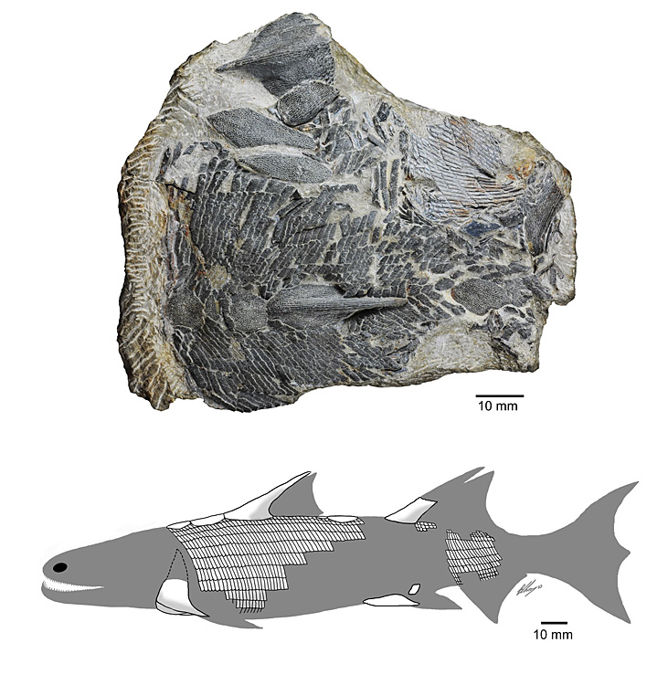 科学家发现4.2亿年前新种鱼化石（图）