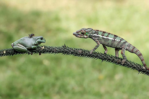 长舌蜥蜴太会玩 青蛙背上捕蟋蟀