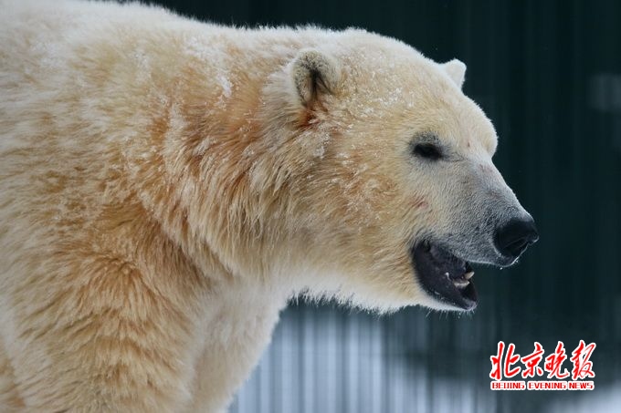 北极熊出逃被射杀 园方:冬眠后比平时凶猛【图】