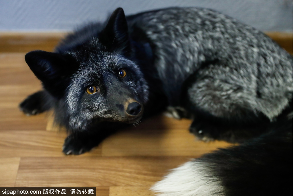 战斗民族培育新宠物 俄罗斯科学家驯养狐狸乖巧能干