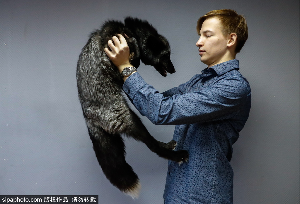 战斗民族培育新宠物 俄罗斯科学家驯养狐狸乖巧能干