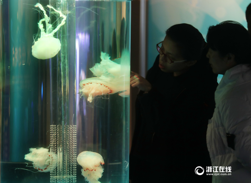 中国湿地博物馆举办水母展 500多只水母近距离看（组图）