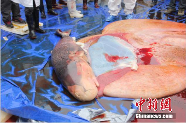 搁浅死亡鲸鱼已怀孕 世界首例发现抹香鲸胎盘【图】
