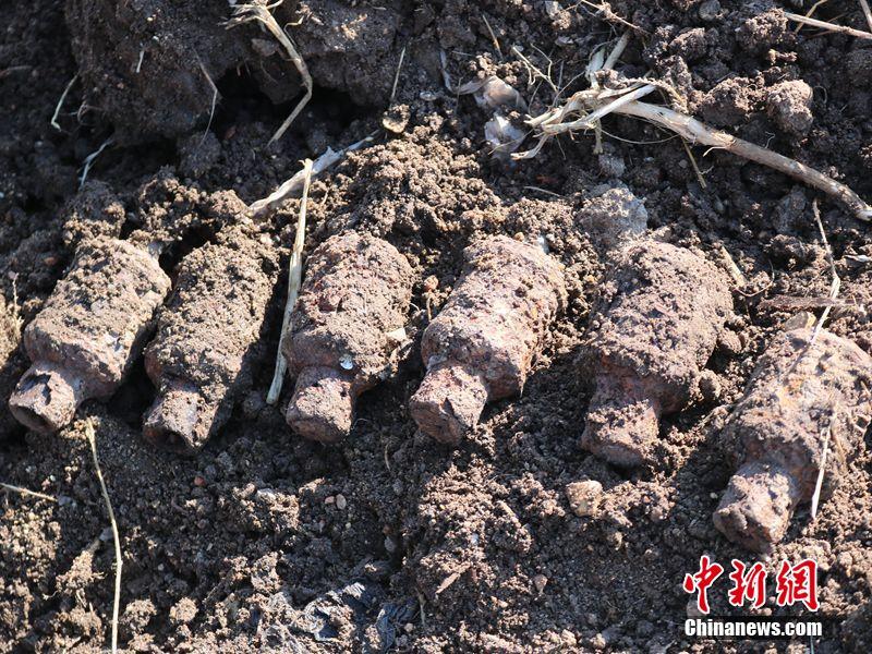 黑龙江一村民整修河道 挖出6枚疑似日伪时期手雷（图）