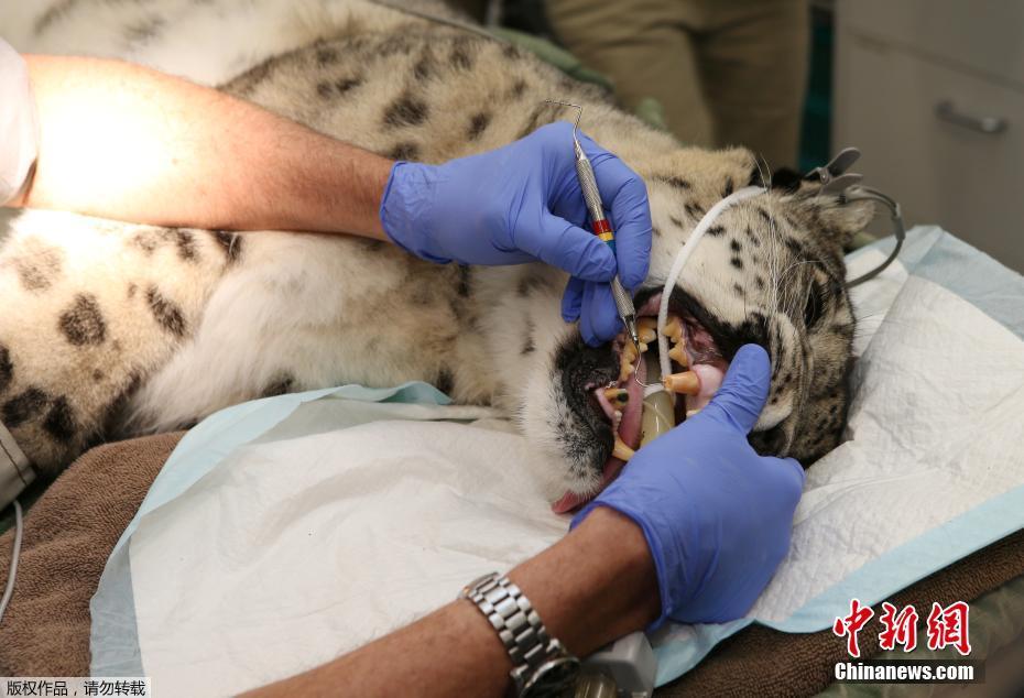 动物园为珍稀雪豹修复断牙 猛兽格外“听话”